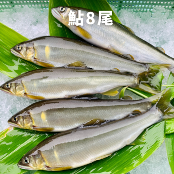 緒方の鮎 8尾｜和歌山県白浜町（6月上旬〜9月末）
