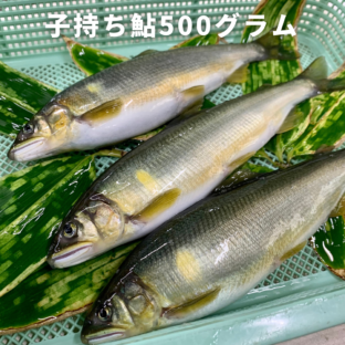 【和歌山県白浜町】子持ち鮎 約500g（5〜8尾）　※8月下旬〜9月下旬（10月は冷凍で発送）