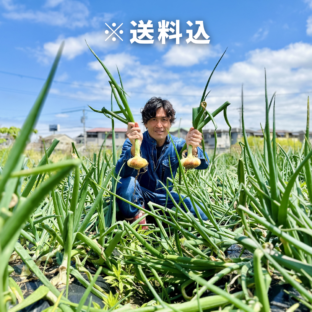 【大阪府泉佐野市】希少種・伝統野菜泉州黄玉ねぎ（2kg）2025年大畑大介が収穫　限定5セット